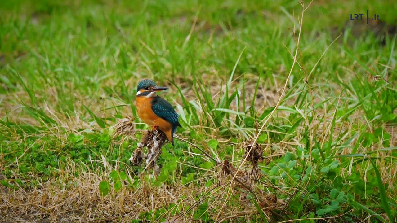 Gamtininko užrašai. Čepulis ieško lietuvio akiai neįprastų tulžių: koks vardas būtų daug tinkamesnis