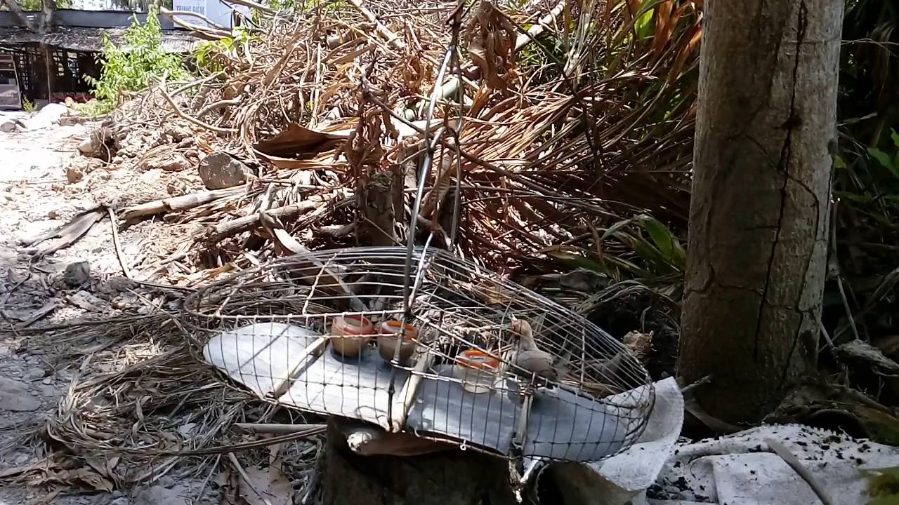 Luyện chim sâu mồi nhà anh Mai Lãnh