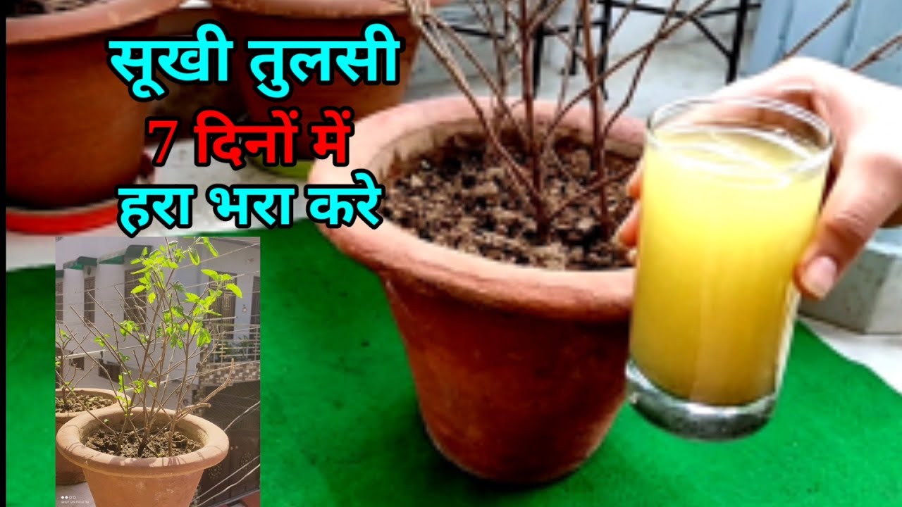 सूखी हुई तुलसी को 7 दिनों में करें फिर से हरा भरा/Tulsi plant