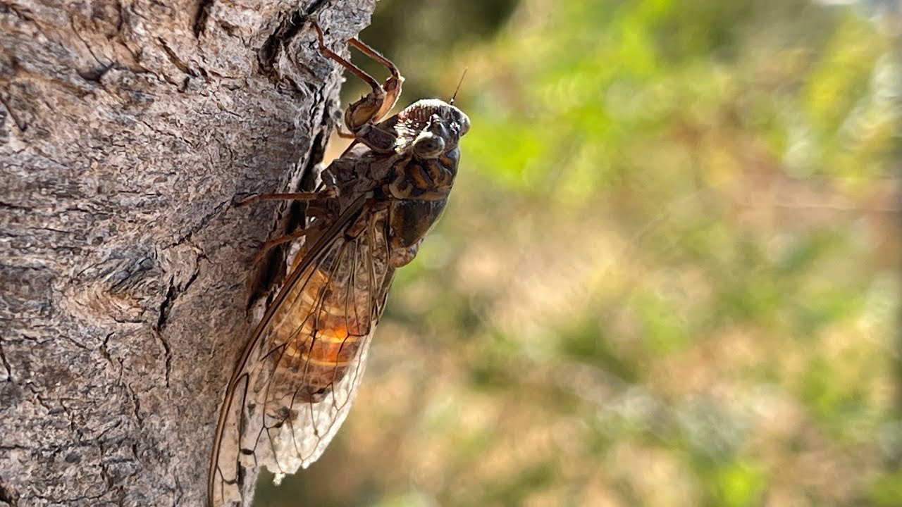Crete, Greece 4K 60fps - Cicadas Orchestra in Olive Groves