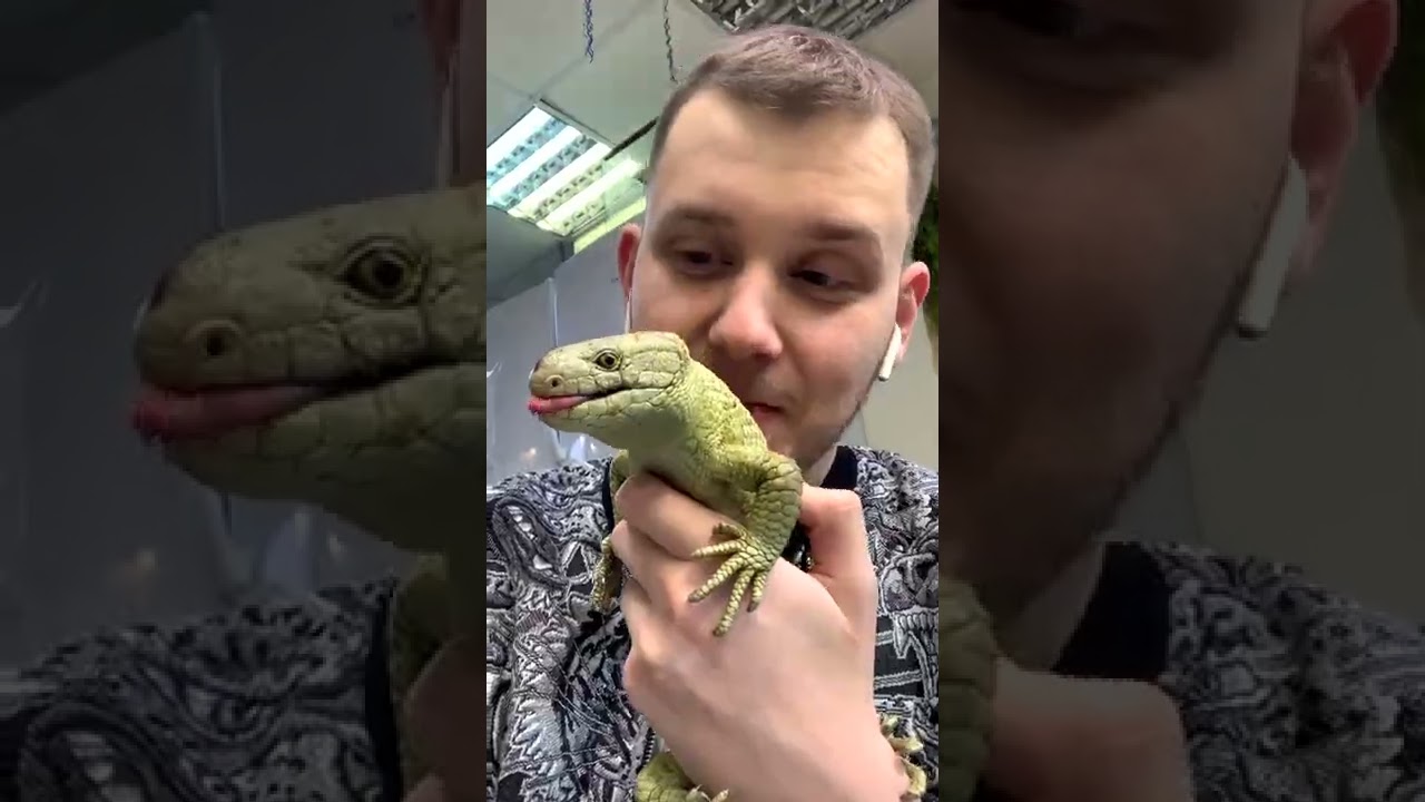 Гигантский цепкохвостый сцинк