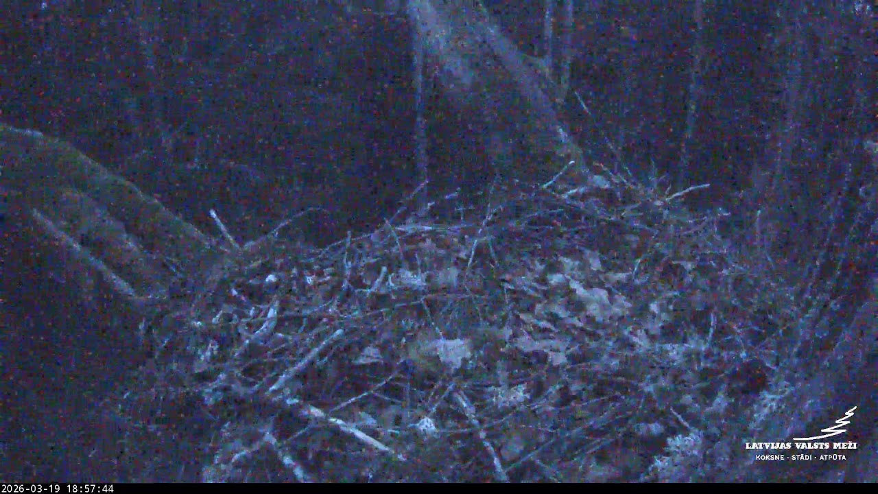 LVM mazais ērglis Lisiņa, ozols 3 – Lesser Spotted Eagle