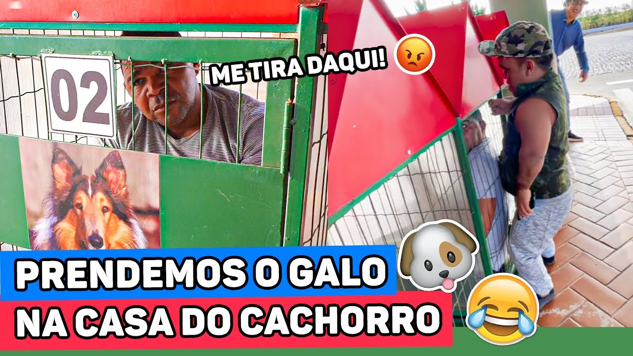 GALO CEGO FICOU PRESO NA CASA DO CACHORRO | NA ESTRADA COM MUÇÃO
