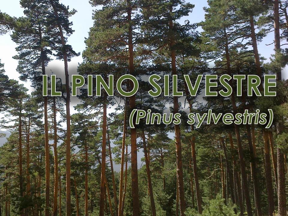Pino silvestre (Pinus sylvestris)