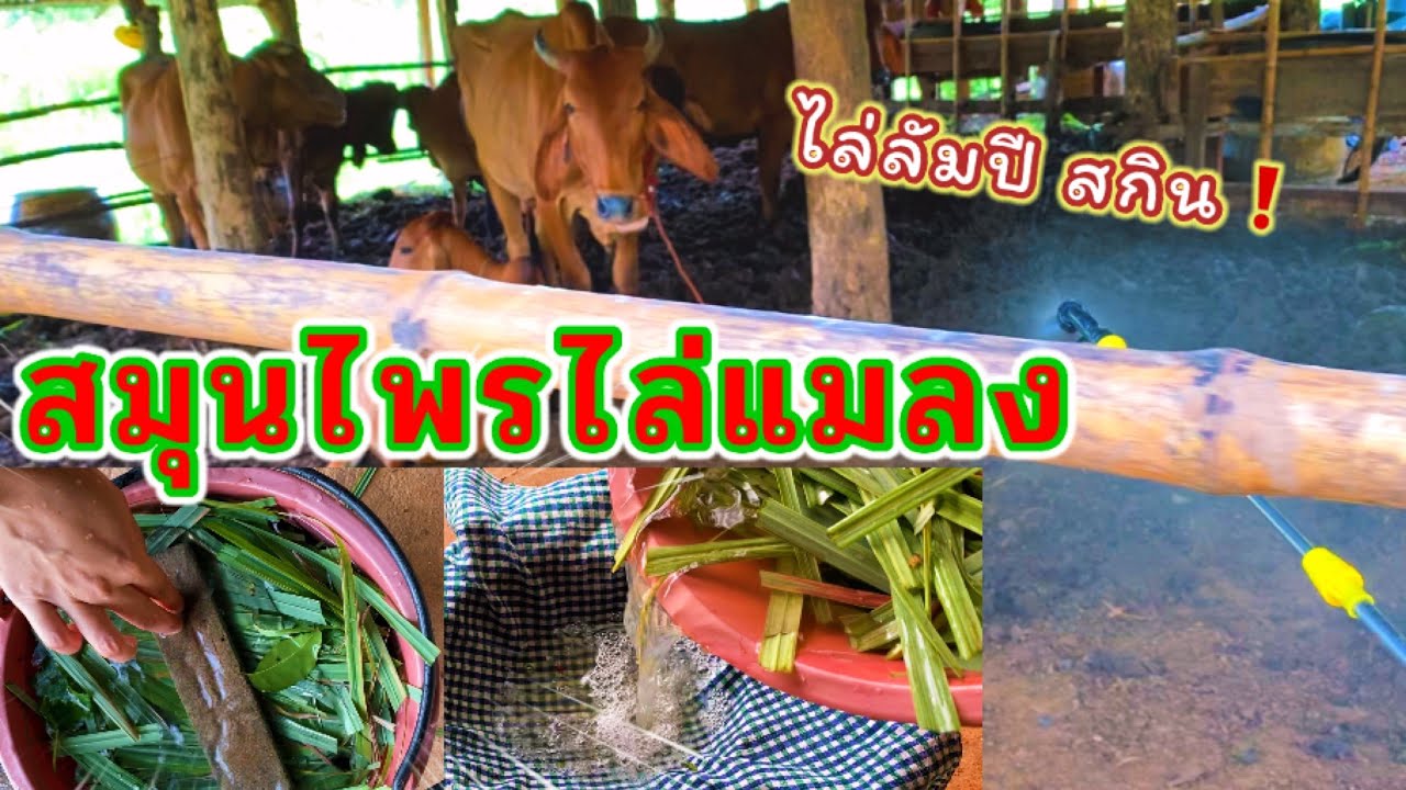ทำสมุนไพรไล่แมลง ช่วยวัวรอดลัมปี สกิน แมลงลดลงมากแทบไม่มี | วิธีทำน้ำหมักไล่แมลง
