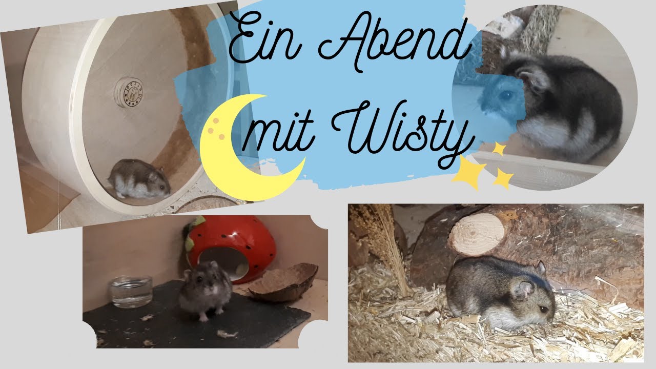 Ein Abend mit Wisty