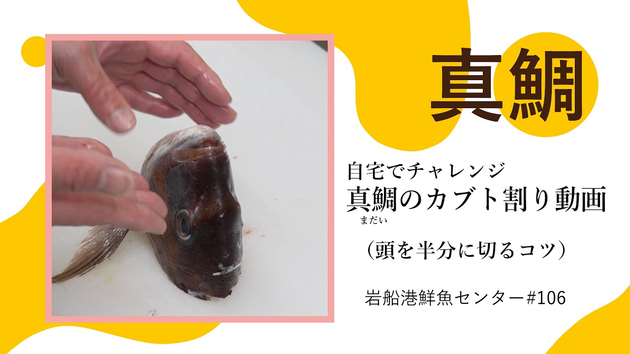 【真鯛のカブト割り（頭割り）半分に切るコツ】岩船港鮮魚センター#106