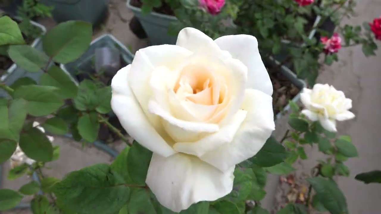 家の薔薇たち 2023.6.22 早朝 4k