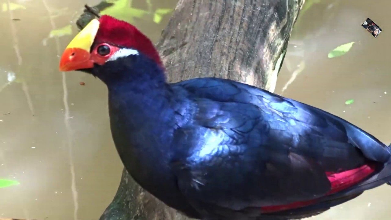 Le Musophage ou Touraco violet est un oiseau arboricole très actif -   Zoo d'Upie 26