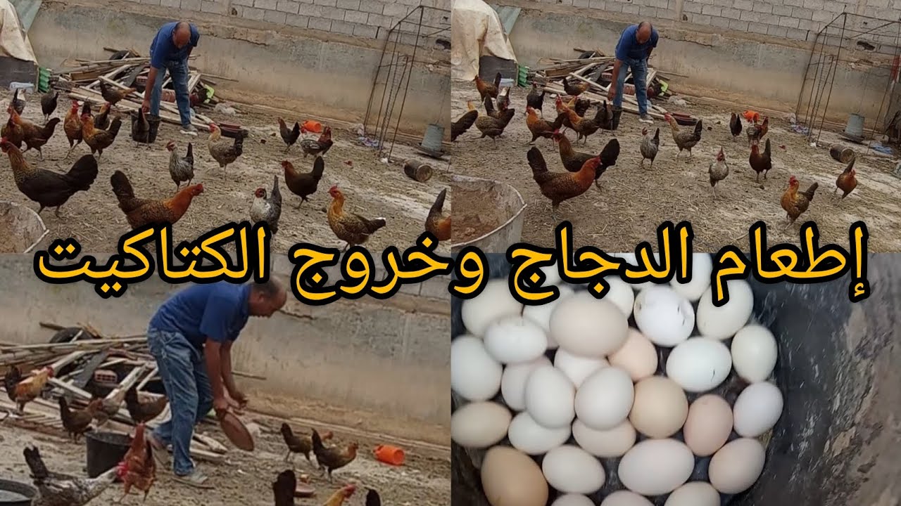 #مشروع #تربية #الدجاج #جمع بين #بيع #البيض وزيادة #الكتاكيت