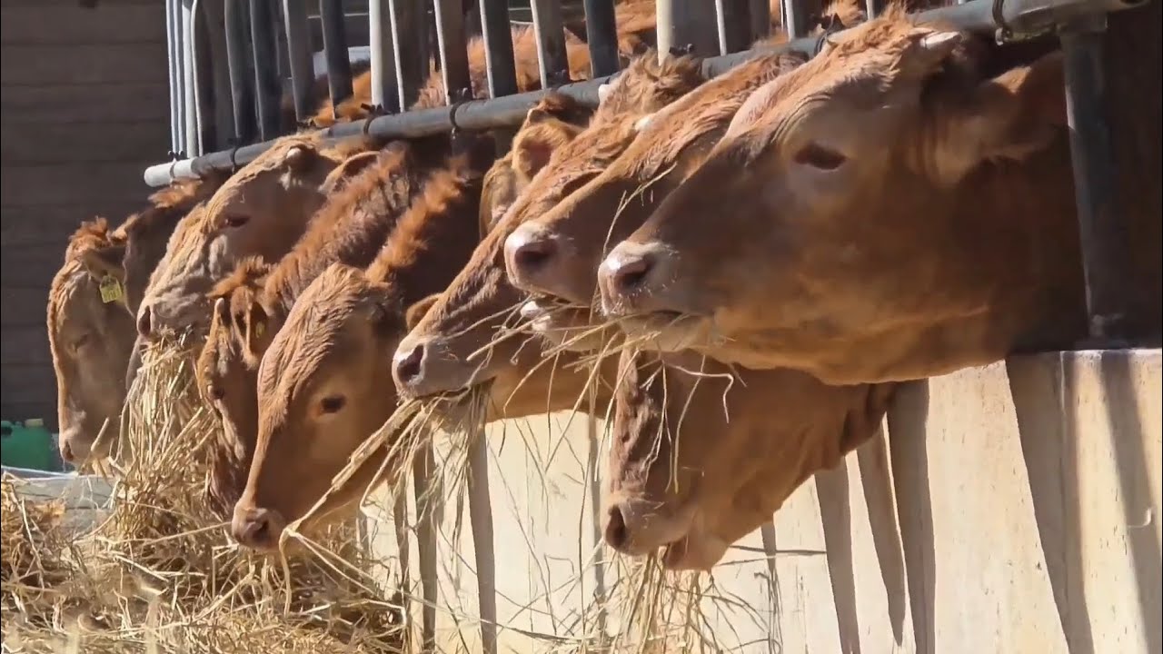 봄 햇살 맞으며 먹방중인 송아지들 