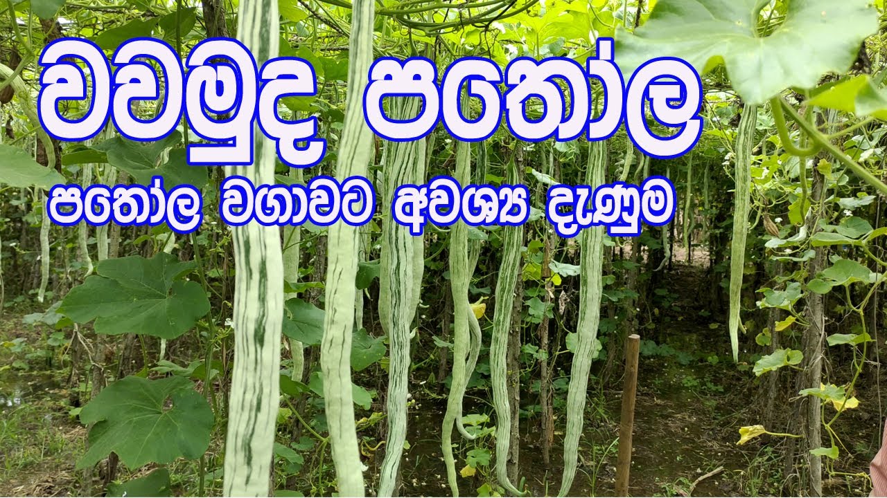 පතෝල වගාවක් සර්ථකව පවත්වාගෙන යමු/ patola wagawa / Pathola Wagawa Sinhala