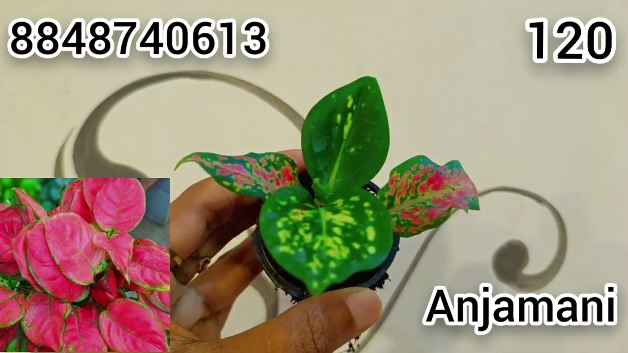  നിങ്ങൾ ആവിശ്യപ്പെട്ട പോലെ പുതിയ സ്റ്റോക്ക് വന്നു മക്കളെ #aglonima#plantdelivery 