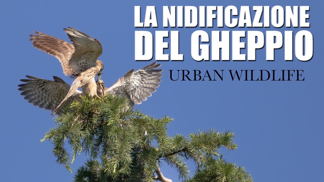 LA NIDIFICAZIONE DEL GHEPPIO - Fotografare i rapaci in città
