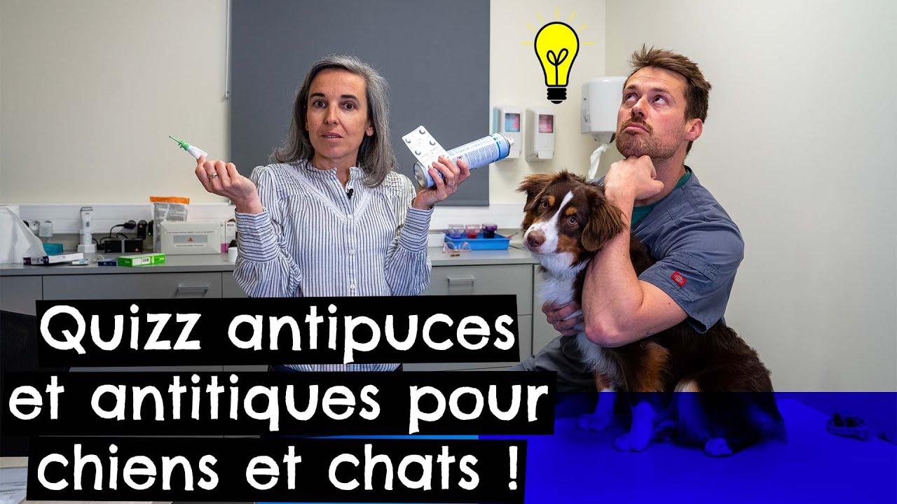Quizz antipuces et antitiques pour chiens 🐶 et chats 🐱 !