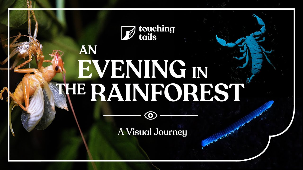 An Evening in the Rainforest — A Visual Journey (Herping / Insects of Singapore 2022)