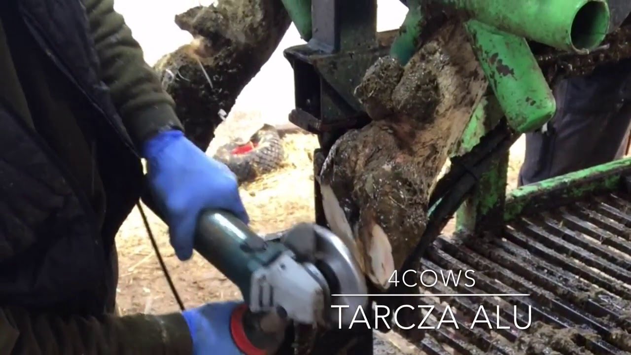 Tarcza do korekcji racic - 4Cows [dokorekcjiracic.pl]