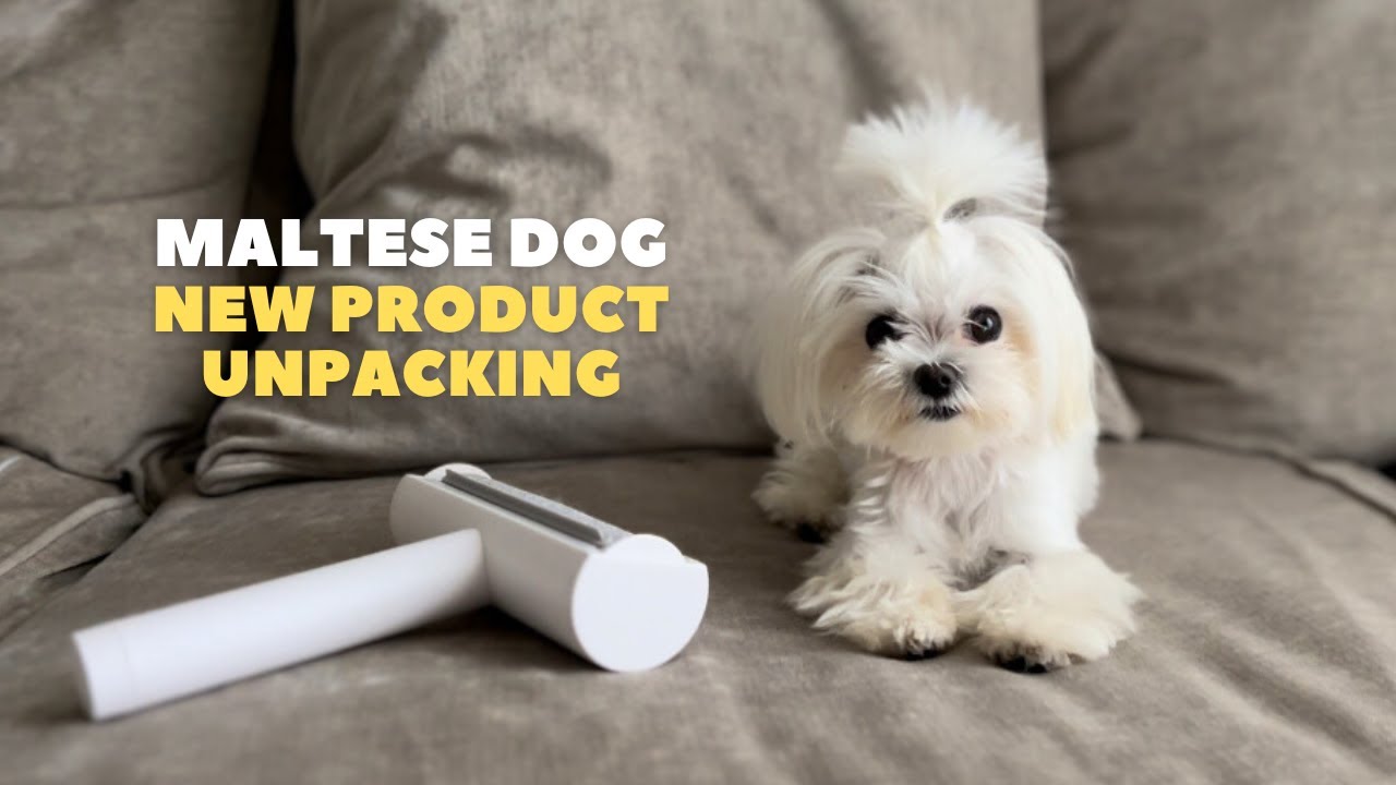 NEW PRODUCT FOR MALTESE DOG| Pet Hair Cleaning Related