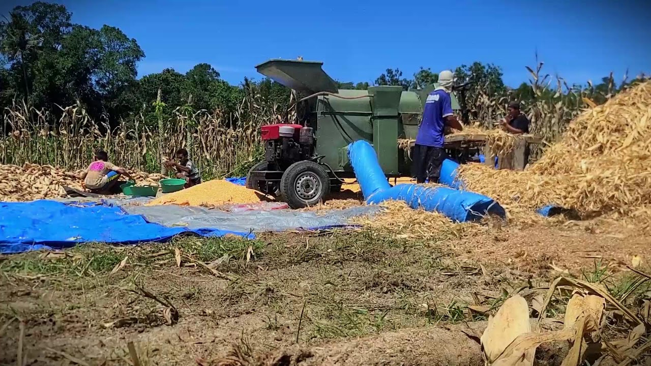 Efficient Farming: Threshing Fresh Corn Quickly _FarmersLife _Shorts