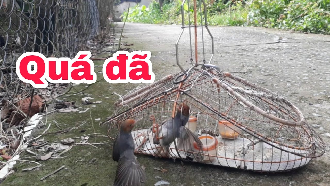 Bây chim sâu đầu đo _ Chuyền lỡ quá hay