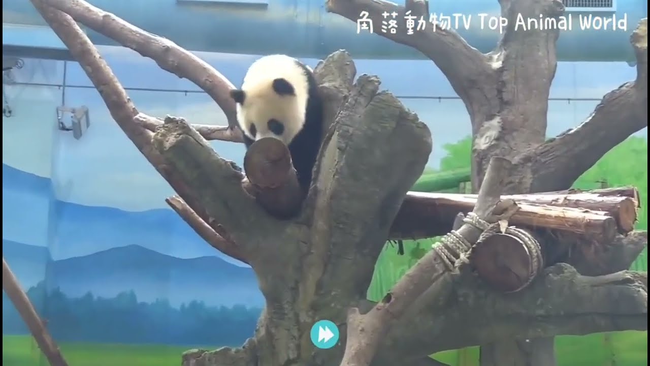 【片頭1分鐘精彩畫面】圓寶就愛會流動的水,看到彪爸噴水超開心,洗澡最重要的就是洗屁股和洗手腳,圓寶清潔有講究|熊貓貓熊The Giant Panda Yuan Yuan and Yuan Bao