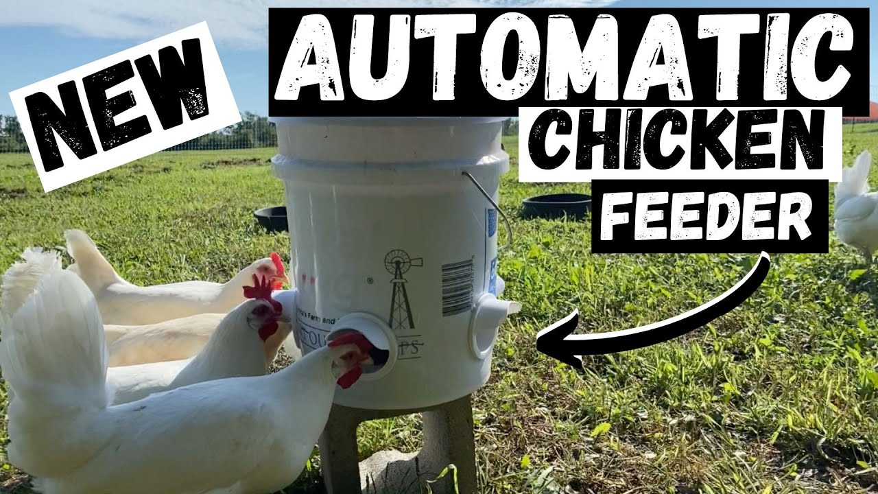 DIY Automatic Chicken Feeder!