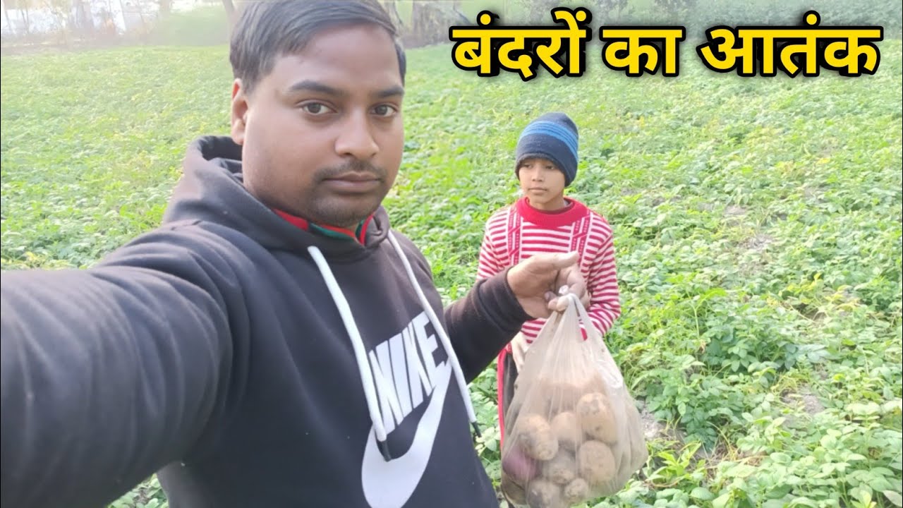 बंदरों ने खेत में मचाई तबाही फसल बर्बाद//Village life style 