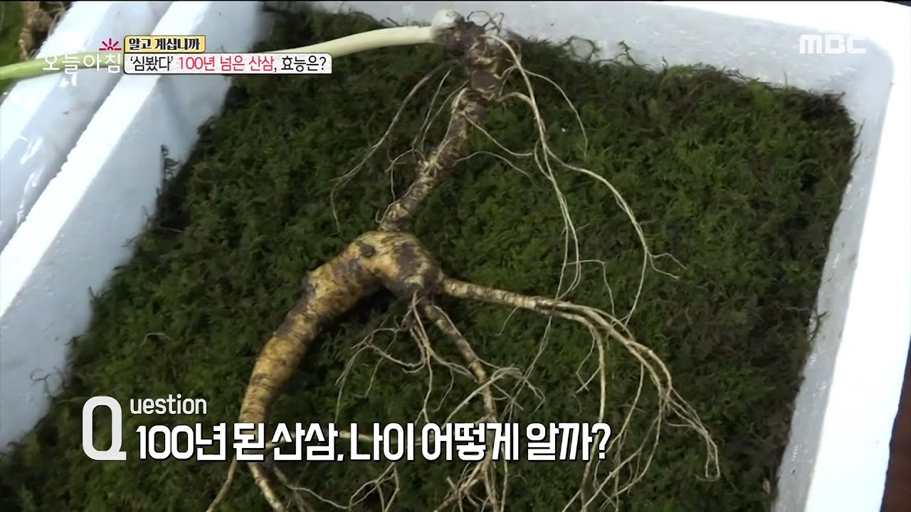 [생방송 오늘 아침] 심봤다100년 넘은 산삼, 효능은?, MBC 220531 방송