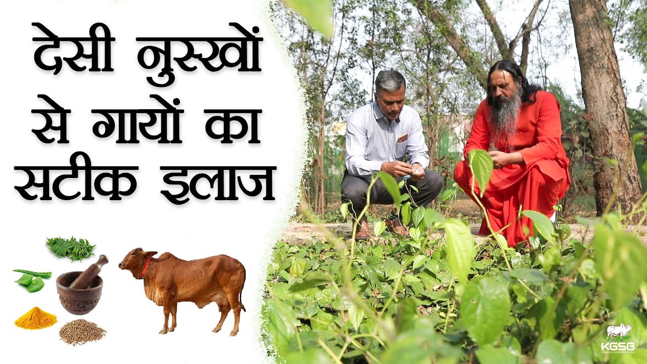 जड़ी-बूटियों से गायों के रोगों का सटीक इलाज | Ethnoveterinary | Sahiwal Cow | #nddb #kgsg #djjs