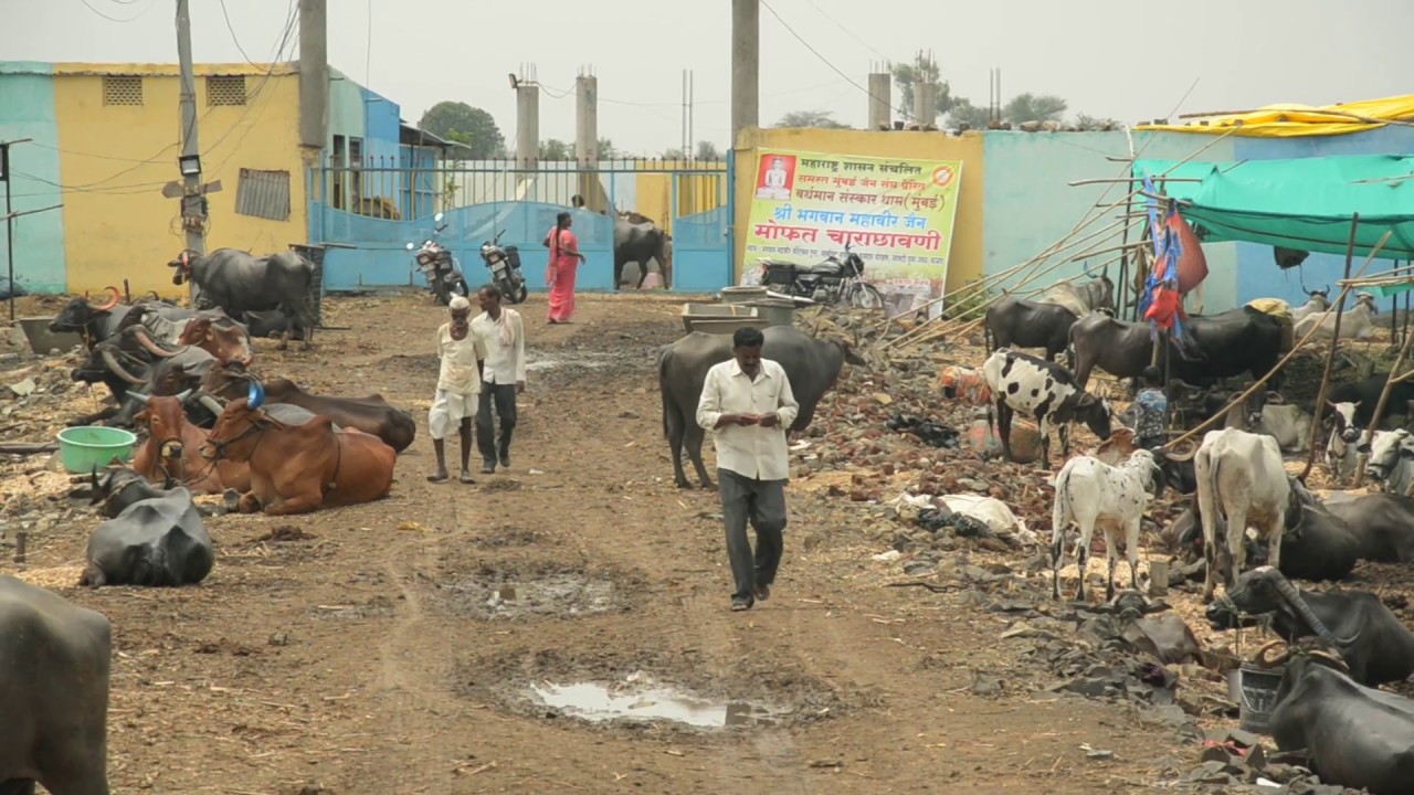 The impact of drought in Latur Region, Maharashtra, India