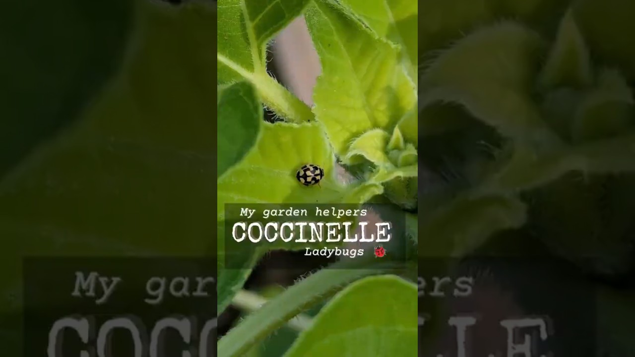 Super-coccinelle contre les pucerons ! 🐞💚 
