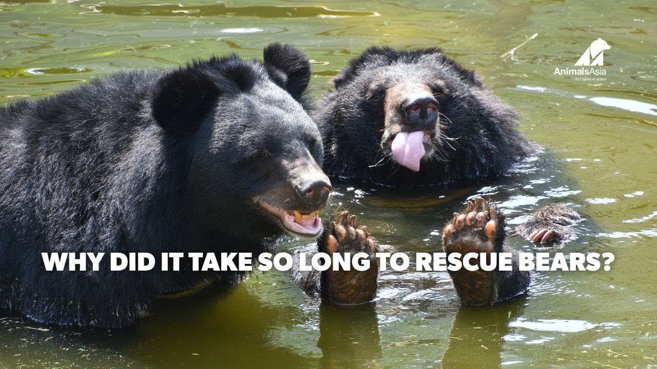 Why 20 Years? Why Did It Take So Long To Rescue These Bears?