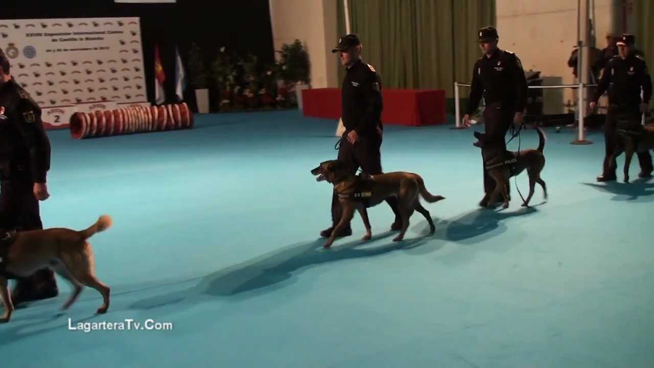 Guias Caninos Policia Nacional Exposicion Canina Internacional Talavera de la Reina