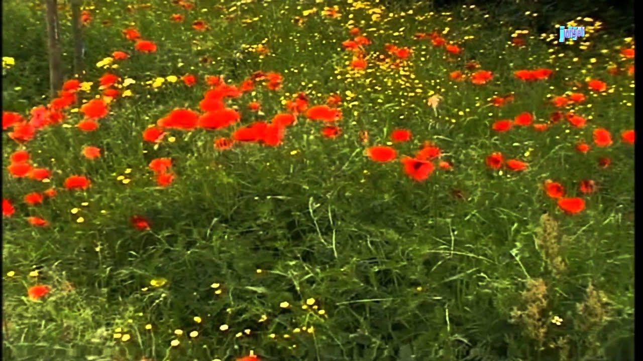 NATUURFILM;  langs de rivier DE WAAL  (DEEL 1)