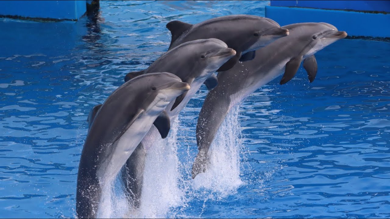 Dolphin Adventures | June 5th, 2024 | San Diego