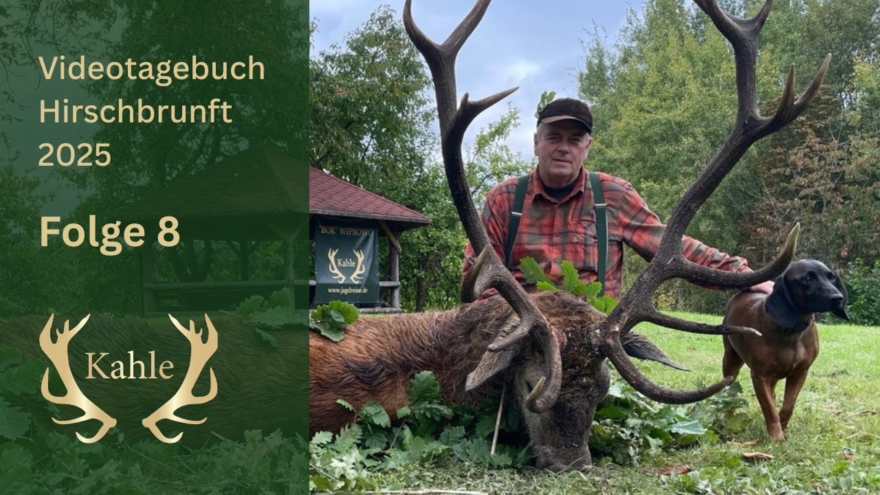 Nachsuche - Fangschuss - Hirsch liegt! Hirschbrunft in Masuren / Polen | Tag 8
