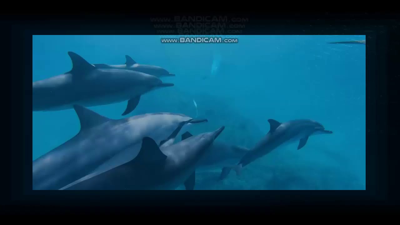 medwyn goodall the way of dolphin 2021 lost track
