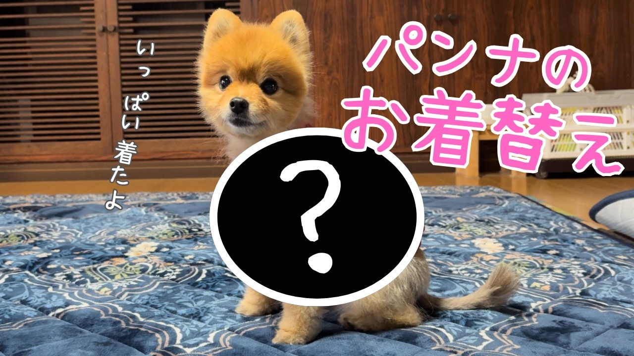 お友達からもらったお洋服を全部着せたら...可愛すぎた
