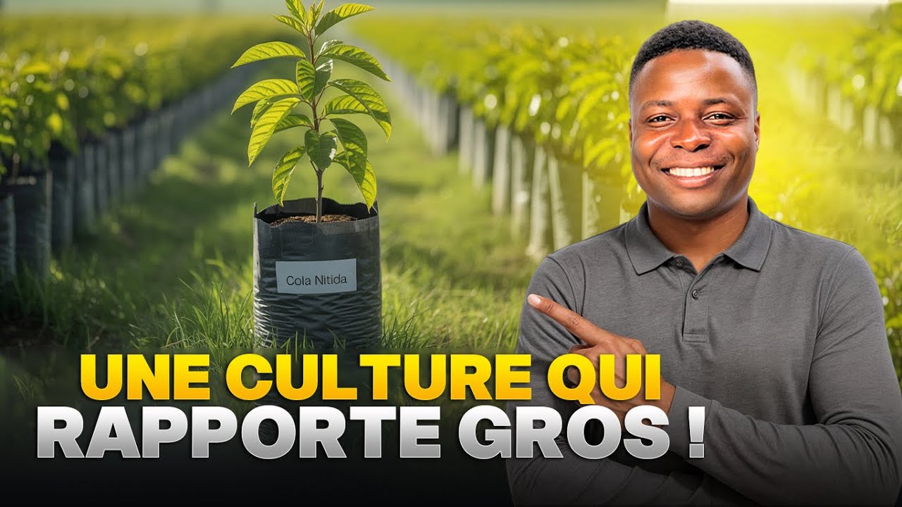Cola nitida : une culture qui rapporte gros !