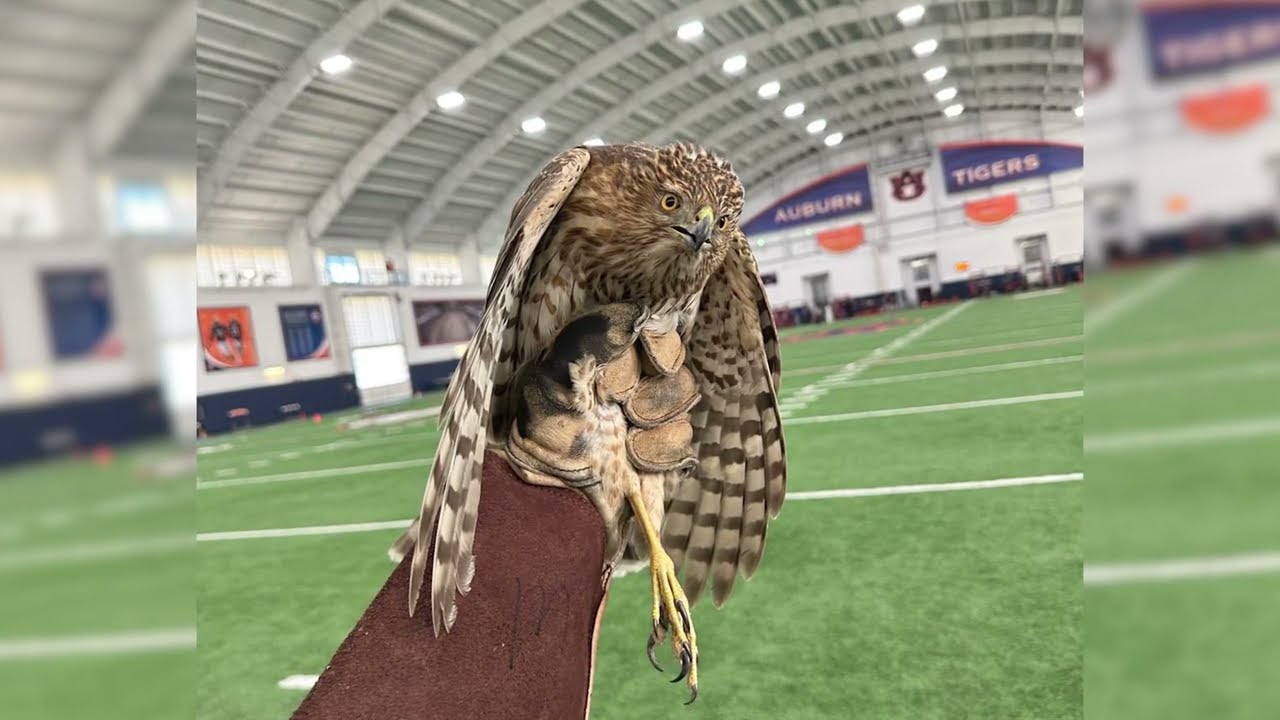 The hawk who wanted to be a Tiger