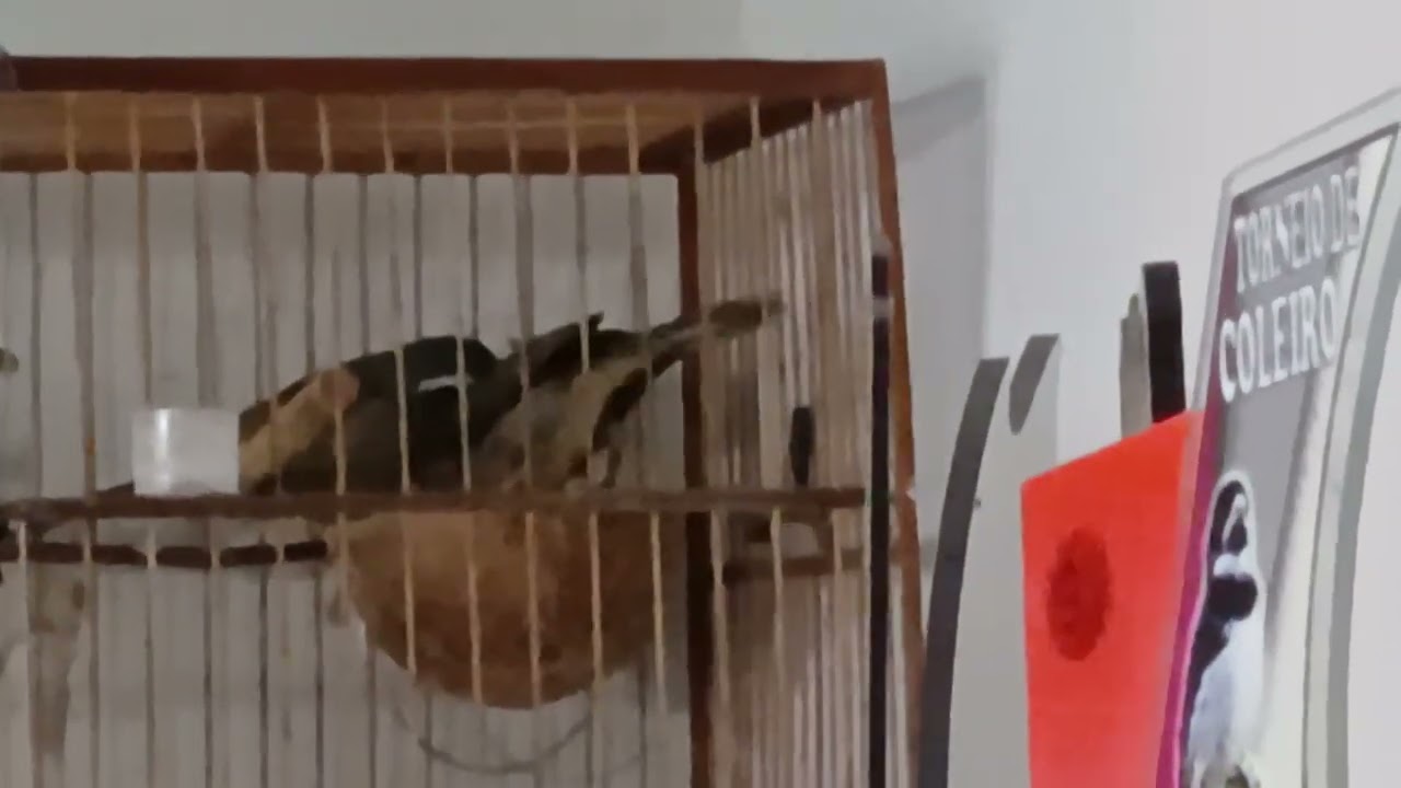 Olha como é lindo esse casal de trinca e os filhote 