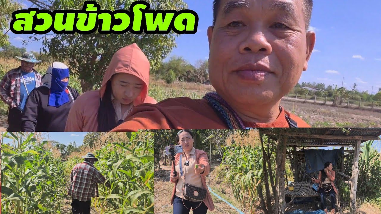 สวนข้าวโพดน้องสาว จะไปทำอะไรกินดี บรรยากาศบ้านๆ🇱🇦🇹🇭#สาวลาว #สัมฤทธิ์รักต่างวัย 