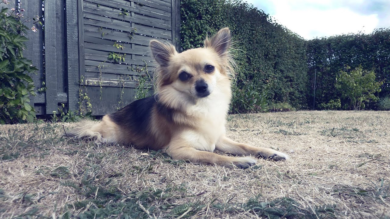 paroxysmal dyskinesia chihuahua part 1