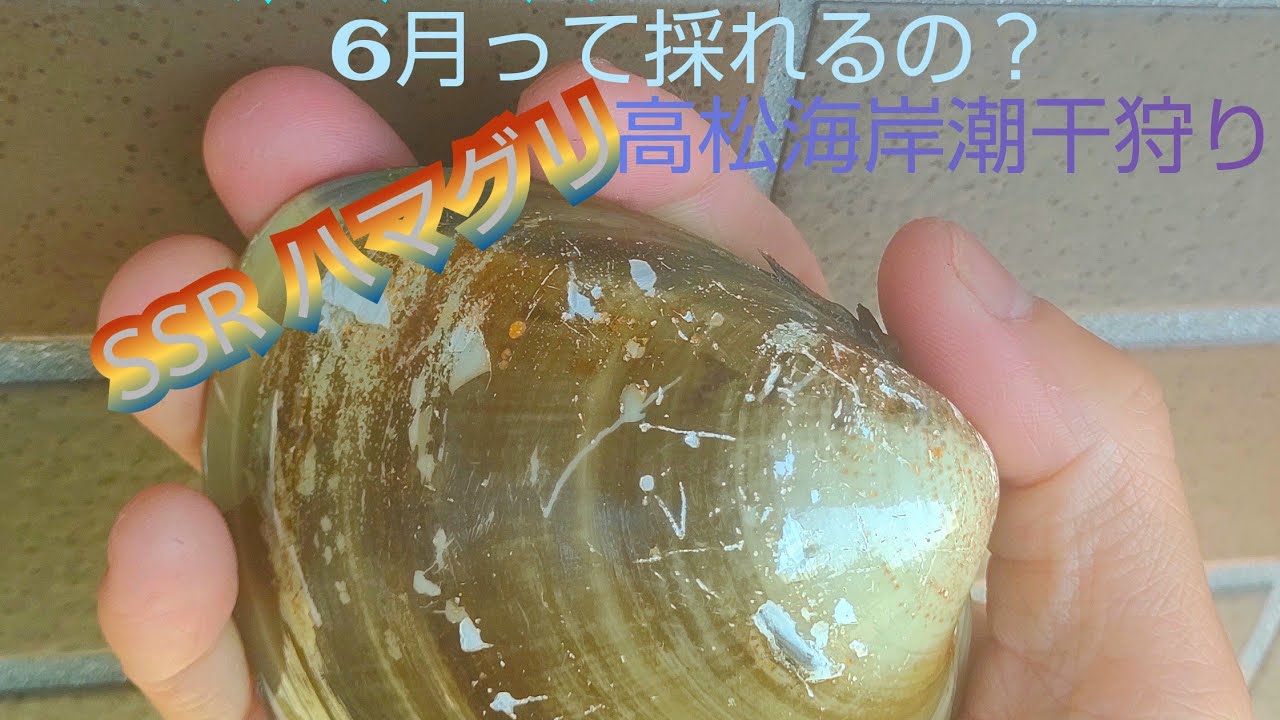 【高松海岸 潮干狩り】6月って採れるの？！#潮干狩り