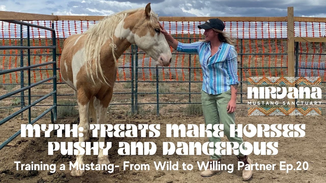 MYTH Treats Make Horses Pushy and Dangerous: Training a Mustang- From Wild to Willing Partner Ep. 20