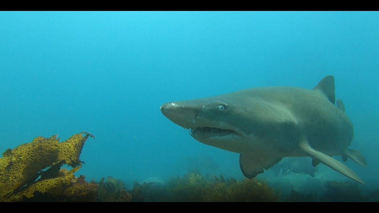Bushrangers Bay with Grey Nurse Sharks