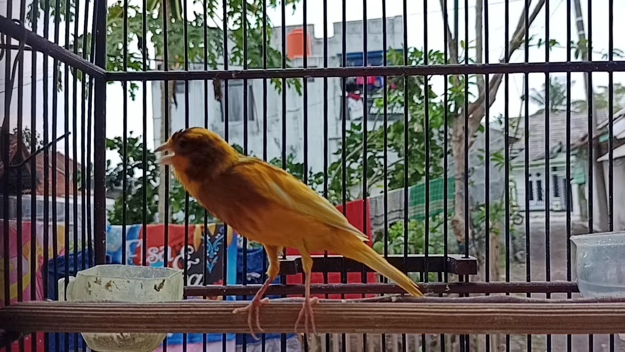 CUITAN KENARI GACOR PERANGSANG DAN PANCINGAN BUNYI KENARI STRESS AGAR GACOR