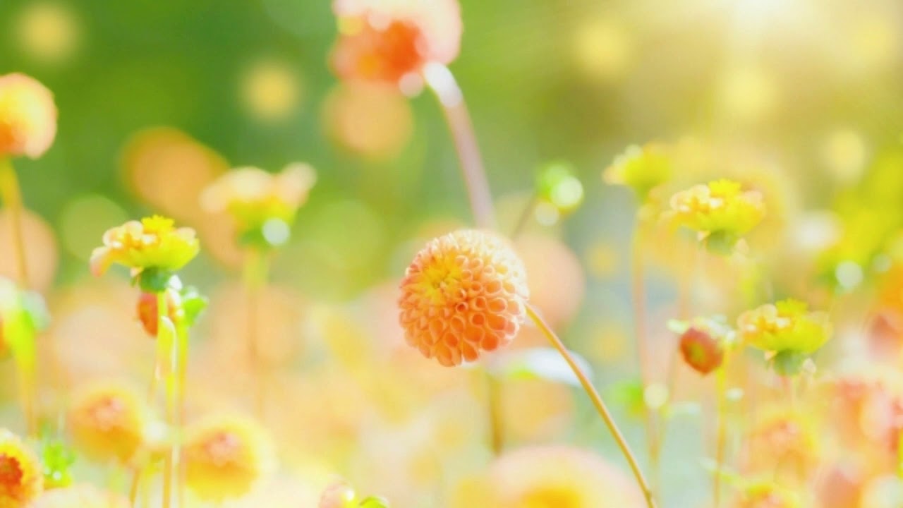 ショパン: 変奏曲 イ長調 「パガニーニの思い出」［ナクソス・クラシック・キュレーション #ロマンチック］／Chopint: Variations, 