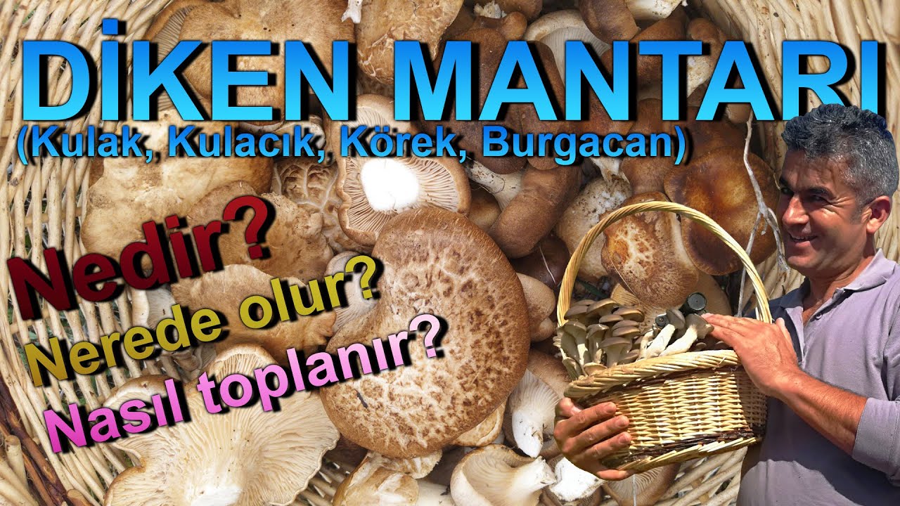 Diken Mantarı Nedir? Nerede Olur? Nasıl Toplanır? (Kulacık, Kulak, K&ouml;rek, Burgacan)