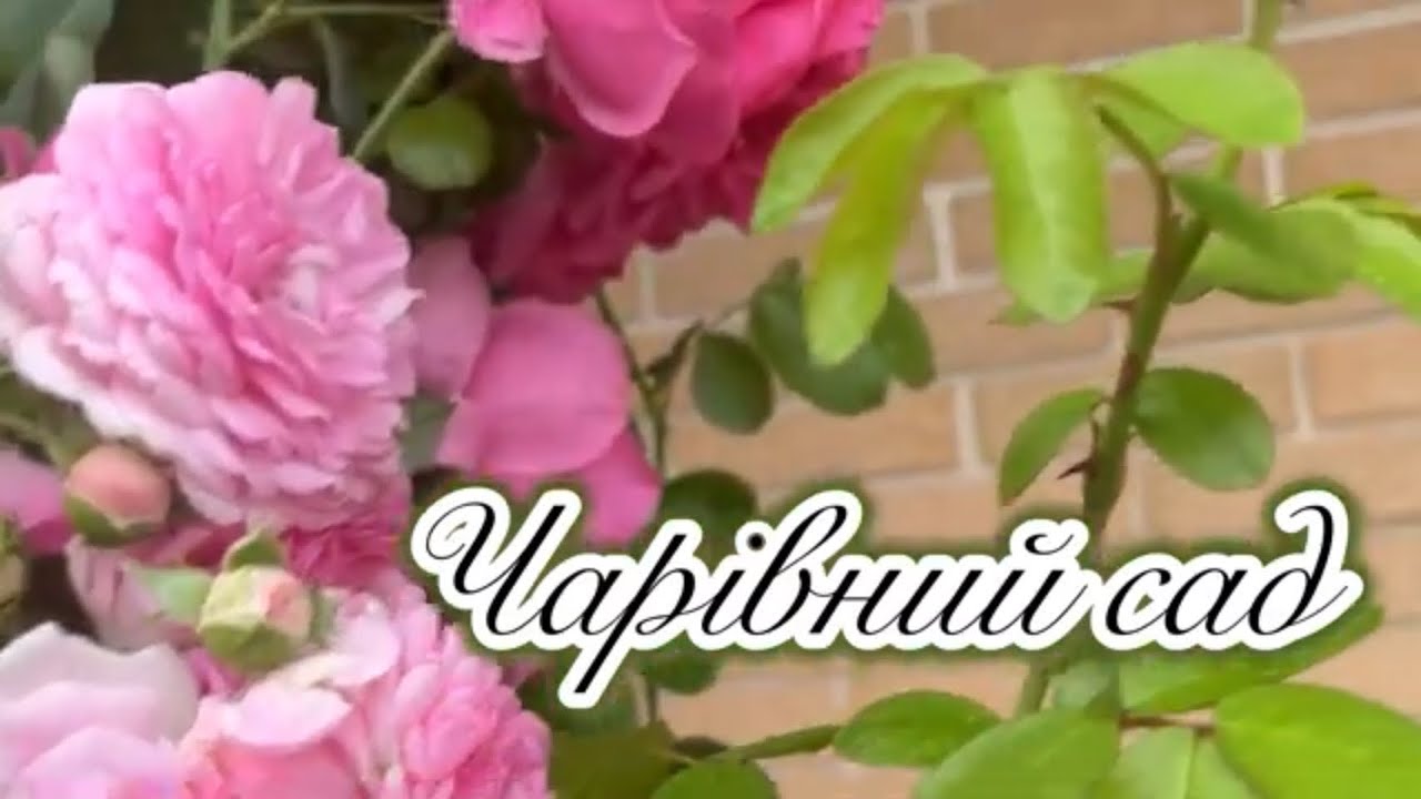 Весняна обрізка троянд🌸🌸